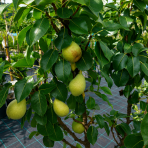 Mini hruška nízkokmenná (Pyrus communis) ´GARDEN PEARL´® - jesenná, výška 60-90 cm, kont. C5L